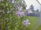 flowers on chain link fence